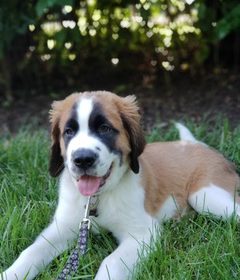 This handsome boy is Drogon!! He is a 3 month old Saint Bernard puppy who is already 40 pounds and growing daily! His puppy parents are new puppy parents, and just wanted to make sure they got off to a good start and contain problems like jumping, mouthing and nipping. He also learned some advanced boundaries and was introduced to some basic walking manners. Very sweet, very smart puppy!! #BarkBustersNorthernVirginia #SpeakDog #PuppyTraining #PuppyTrainingNearMe #PuppyTrainingHerndon #DogsOfBarkBusters #SaintBernardPuppy